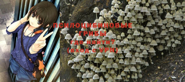 шишки Абаза